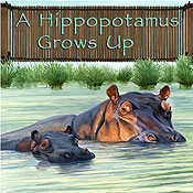 A Hippopotamus Grows Up